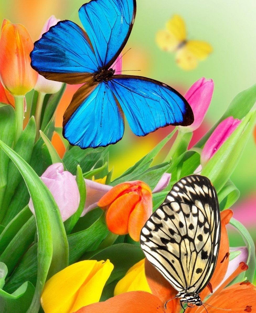 La creacion de mariposas
